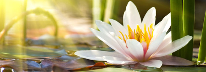 Chiropractic Evanston IL 1.2.3 Focus Flower Chiropractic Evanston IL 1.2.3 Focus Flower